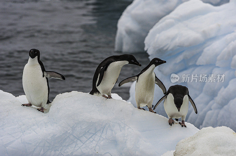 Adélie企鹅，Pygoscelis adelae，在南极洲的布朗崖。在水里站在冰上进食。企鹅科;企鹅目